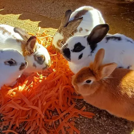 Schoene Aussicht فندق مبيت وإفطار