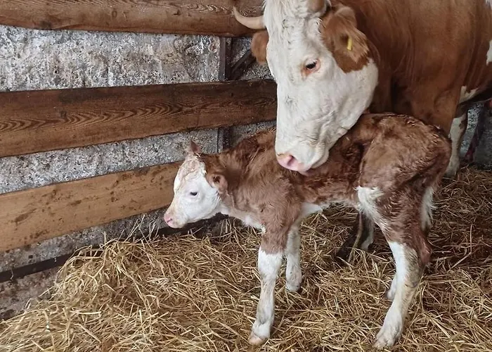 فندق مبيت وإفطار Schoene Aussicht 3*