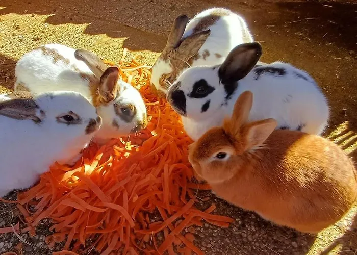 Schoene Aussicht Nocleg ze śniadaniem